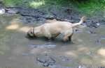 suzy-puddle